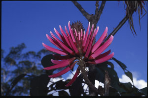 Erythrina amazonica, Puyo, Ecuador