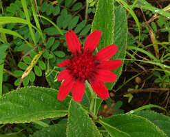 Erythrocephalum longifolium, apically toothed brillant red ray flowers and pointed disc flowers, Katavi NP, Tanzania