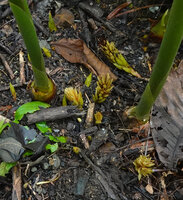 Etlingera alba, basal inflorescences, Danau Wai Ela, Lima, Ambon, Moluccas