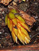 Etlingera alba, inflorescence covered by bracts, Danau Wai Ela, Lima, Ambon, Moluccas
