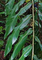Etlingera alba, leaf bases with ligules, Danau Wai Ela, Lima, Ambon, Moluccas