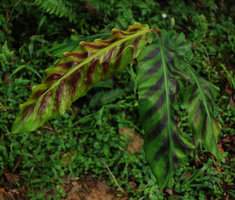 Etlingera rubrostriata, Bukit Larut, Malaisie, Août 2011