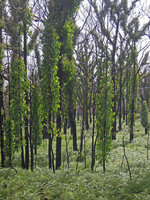Eucalyptus regrowth along small tree trunks after fire, Lake Saint Clair area, Tasmania