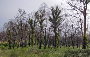 Eucalyptus stand regrowth after fire through new shoots along trunk and branches, Lake Saint Clair area, Tasmania
