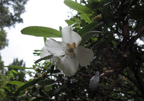 Eucryphia lucida flower, Queenstown, Tasmania