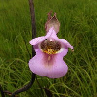 Eulophia cucullata, flower close up, Katavi NP, Tanzania