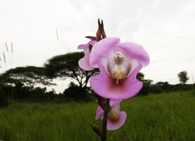 Eulophia cucullata flowering in mashy area of woodland savanna, Katavi NP, Tanzania
