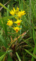 Eulophia odontoglossa, way to Bondwa Peak, 1200 m asl, Mts Uluguru, Tanzania
