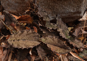 Eulophia roseovariegata, cryptic among rocks and leaf litte, Ankarana Tsingy NP, Madagascar