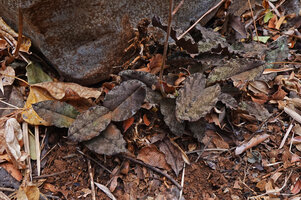Eulophia roseovariegata, totally cryptic among rocks, leaf litter and red soil, Ankarana Tsingy NP, Madagascar