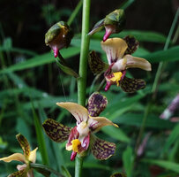 Eulophia streptopetala, labellum with purple spur, way to Bondwa Peak, 1300 m asl, Mts Uluguru, Tanzania