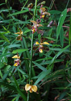 Eulophia streptopetala, part of inflorescence, way to Bondwa Peak, 1300 m asl, Mts Uluguru, Tanzania