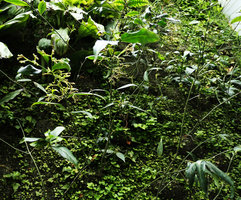Euonymus lanceolatus on the vertical garden, flowers, Shinkansen station, Yamaguchi, Japan
