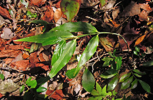 Euonymus lanceolatus, Yamaguchi, Japan