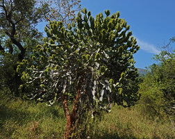 Euphorbia antiquorum, blooming individual, Anamalai Tiger Reserve, Tamil Nadu, India