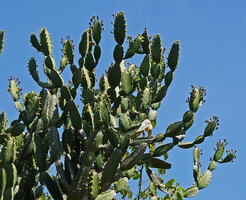 Euphorbia antiquorum, elongation of the cyathium peduncle during fruit maturation, Anamalai Tiger Reserve, Tamil Nadu, India