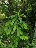 Euphorbia biselegans, long leaves and long internodes in quite open woodland, Lupita island, Kipili, Lake Tanganyika, Tanzania
