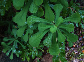 Euphorbia biselegans, spathulate emarginate leaves, Lupita island, Kipili, Lake Tanganyika, Tanzania