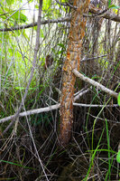 Euphorbia biselegans, trunk with golden peeling bark and narrow horizontal branches, Lupita island, Kipili, Lake Tanganyika, Tanzania
