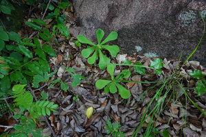 Euphorbia biselegans, two young individuals in forest understory, Lupita island, Kipili, Lake Tanganyika, Tanzania