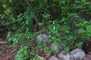 Euphorbia biselegans, young individuals among other plants in forest understory, Lupita island, Kipili, Lake Tanganyika, Tanzania