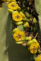 Euphorbia cooperi, cyathia, Mumbo Island, Lake Malawi NP