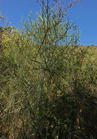 Euphorbia tirucalli in habitat, Nech Sar NP,  Arba Minch, Ethiopia