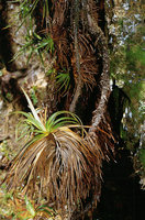 Everardia montana, a strange Cyperaceae growing downwards on vertical sandstone seeping rocks with its roots invading its old decayed leaf bases, Kukenan tepui, Venezuela