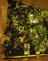 FAAP Exhibition by Patrick Blanc, Sao Paulo in 2004 and just after K. Supaluck told me she wanted the same for Siam Paragon