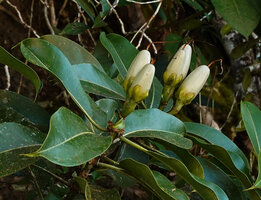Fagraea auriculata, maturing fruits, Sukau, Kinabatangan, Sabah, Borneo