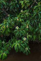 Fagraea auriculata, small flowering tree hanging over the river, Sukau, Kinabatangan, Sabah, Borneo