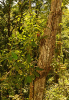 Fagraea ceilanica as an epiphytic shrub, Langkawi, Malaysia