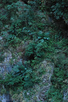 Marble cliff covered with plants including Arenga, Taroko, Taiwan