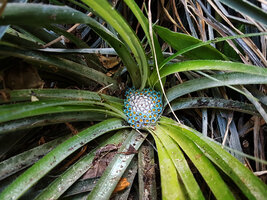 Fascicularia bicolor flowering many years after its installation on the vertical garden at Oasis d&#039;Aboukir, Paris, Sept. 2025
