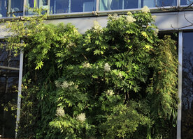 Fatsia japonica blooming on the 22 years old vertical garden by Patrick Blanc at the Fondation Cartier, Paris, Nov. 2020