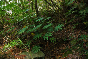 Fatsia polycarpa in understory, Wuling, Taiwan
