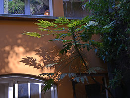 Fatsia polycarpa, leaves and leaf shadows on the patio vertical garden