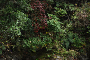 Fatsia polycarpa, population, Wuling, Taiwan