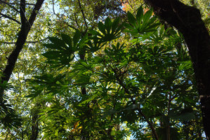 Fatsia polycarpa, Wuling, Taiwan