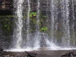 Ferns and mosses in the spray of waterfall, Mount Field, Tasmania