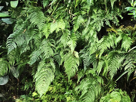 Ferns on the vertical garden, Istanbul