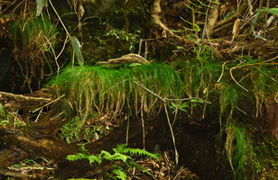 Festuca ovina, Hakone, Japan