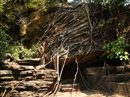 Ficus abutilifolia, horizontal roots embracing rocks, Dogon area, Mali