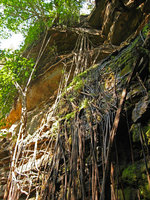 Ficus abutilifolia roots on cliff, Mali