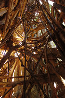 Ficus altissima, lateral view of the anastomosing root network, central host tree trunk dead long time ago, Tangkoko, Noth Sulawesi