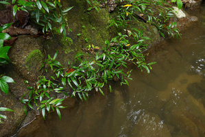 Ficus bambusifolia in its rheophytic habitat, Biausevu, Viti Levu, Fiji