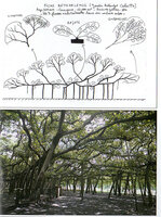 Ficus benghalensis, growth habits, Calcutta Botanical Garden in Blanc P. - 2004 - S&#039;éviter, se réajuster, se mimer, se répéter, de l&#039;art de la cohabitation chez les plantes de sous-bois - Hommes et Plantes 48, 22-37..jpg