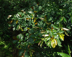 Ficus benguetensis, Okinawa, Japan