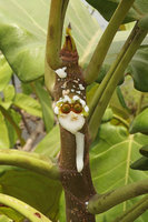 Ficus cf. ingens, ant domatia envelope stripped out, revealing two basal glandular outgrowths, maybe vestigial or developing figs, old bridge over Sanaga river, Edea, Cameroun