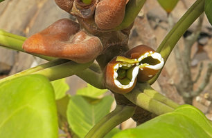 Ficus cf. ingens, latex exsuding from incision in the perfectly shaped stipular ant domatia, maybe due to initial gall activity or aborted fig development, old bridge over Sanaga river, Edea, Cameroun